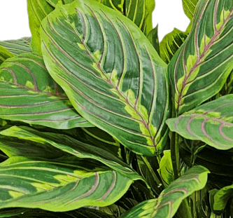 Peacock Plant in Growers Pot FH: 23" - LDF SilkArtificial Flora