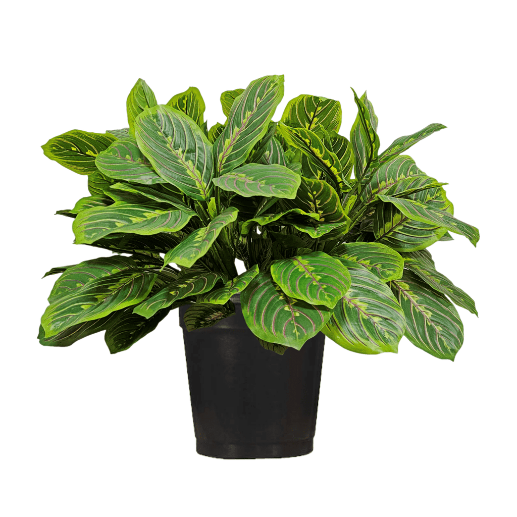 peacock planter pot Peacock Plant in Growers Pot FH: 23" – LDF Silk