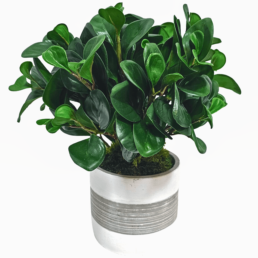 Peperomia Bush in Cement Container 14"H x 14"W x 13"D - LDF Silk