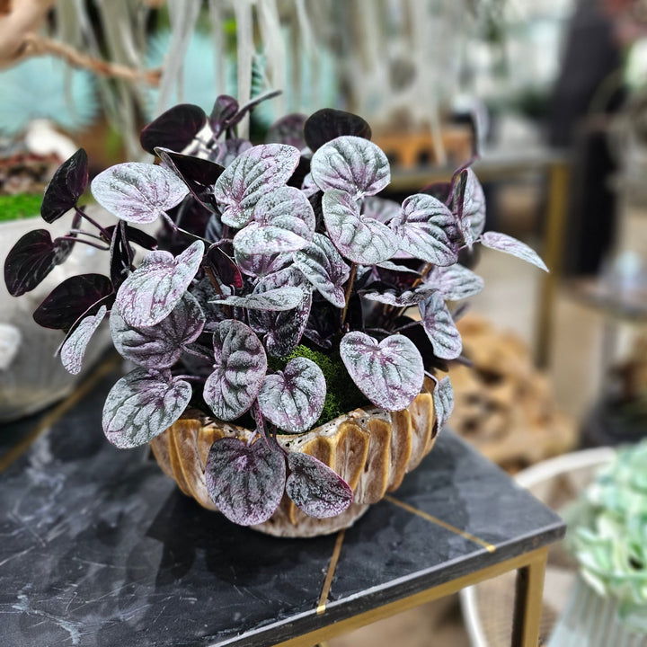Peperomia Bush Plant in Ribbed Ceramic Bowl 12"H - LDF Silk