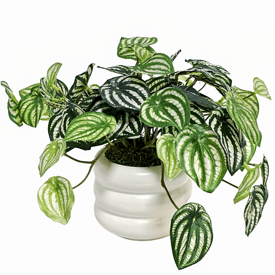 Peperomia Vine in Ribbed Ceramic 9"H x 15"DIA - LDF Silk
