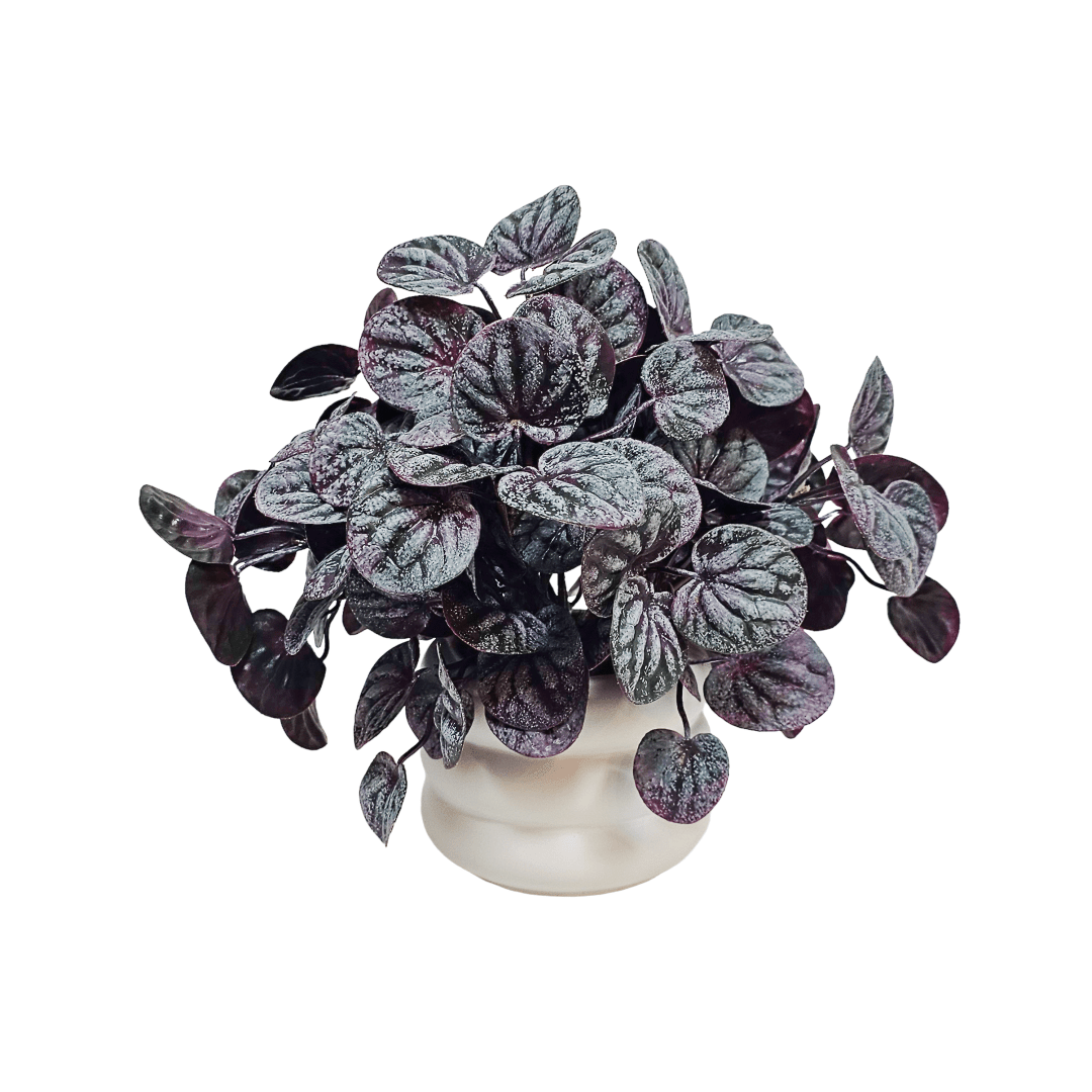 Pepperomia Plant in Ceramic 10.5"H - LDF Silk