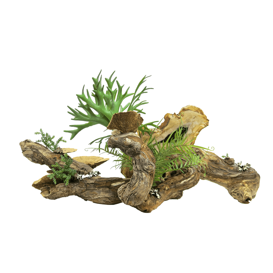 Petrified Wood Slab, Ferns, Mushrooms, and Baby Tear on Specimen Wood 16"H - LDF Silk