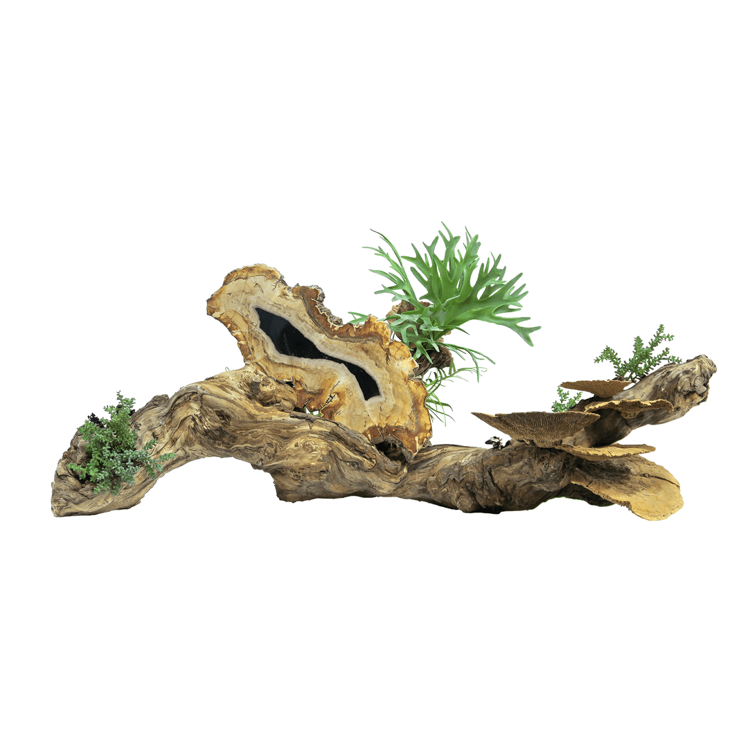 Petrified Wood Slab, Ferns, Mushrooms, and Baby Tear on Specimen Wood 16"H - LDF Silk