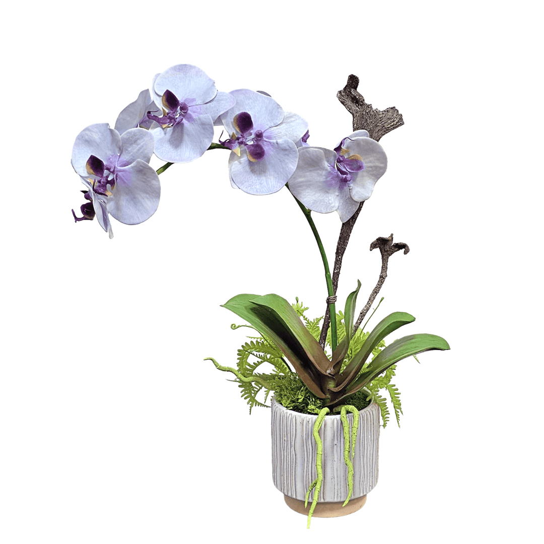 Phalaenopsis Orchid in Ribbed Ceramic 18"H - LDF Silk
