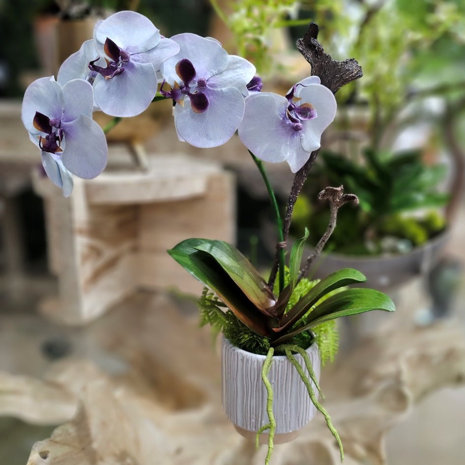 Phalaenopsis Orchid in Ribbed Ceramic 18"H - LDF Silk