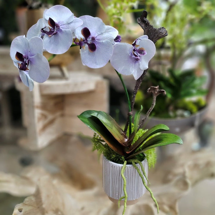 Phalaenopsis Orchid in Ribbed Ceramic 18"H - LDF Silk