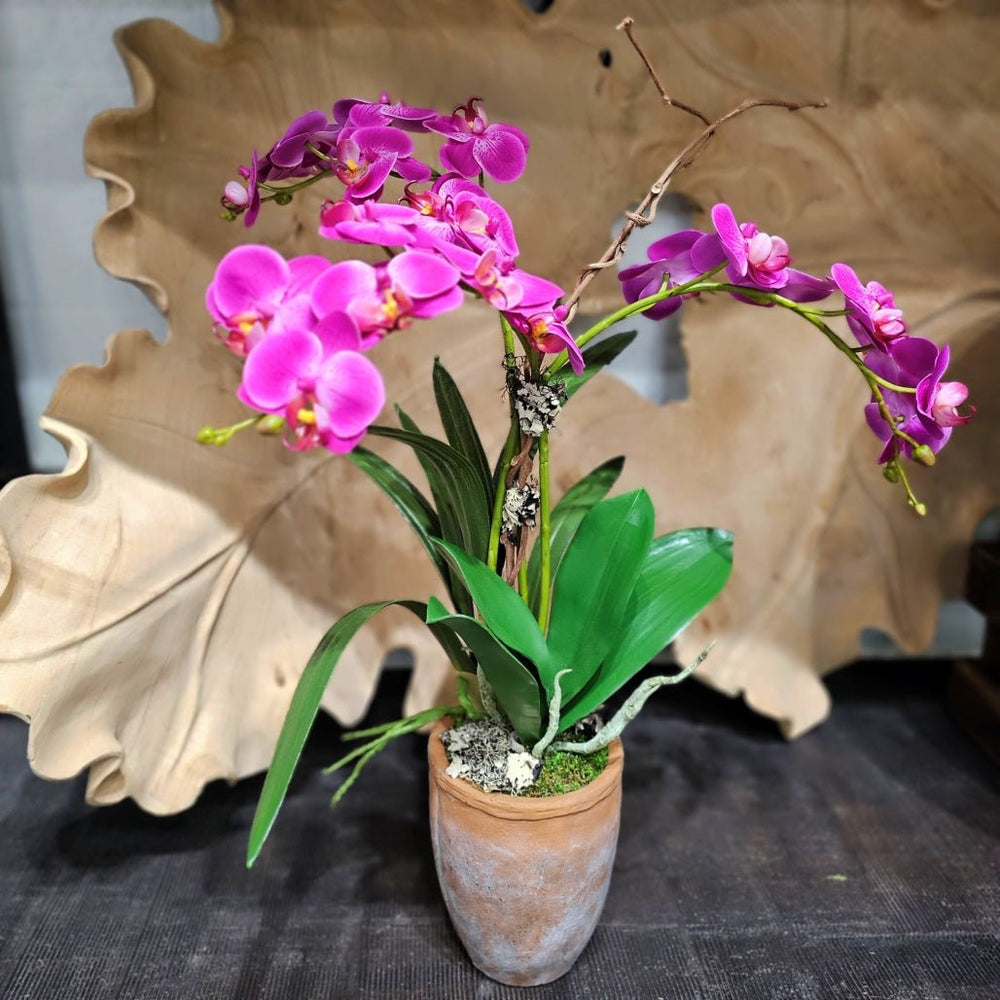 Phalaenopsis Orchids in Terra Cotta 24"H - LDF Silk