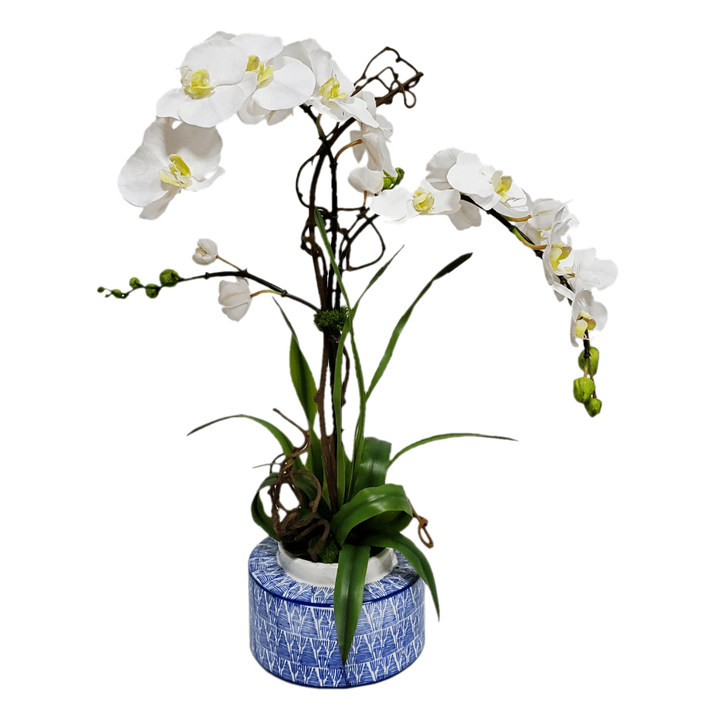 Phalaenopsis Orchids on Kiwi with Leaves in Ceramic 27"H - LDF Silk