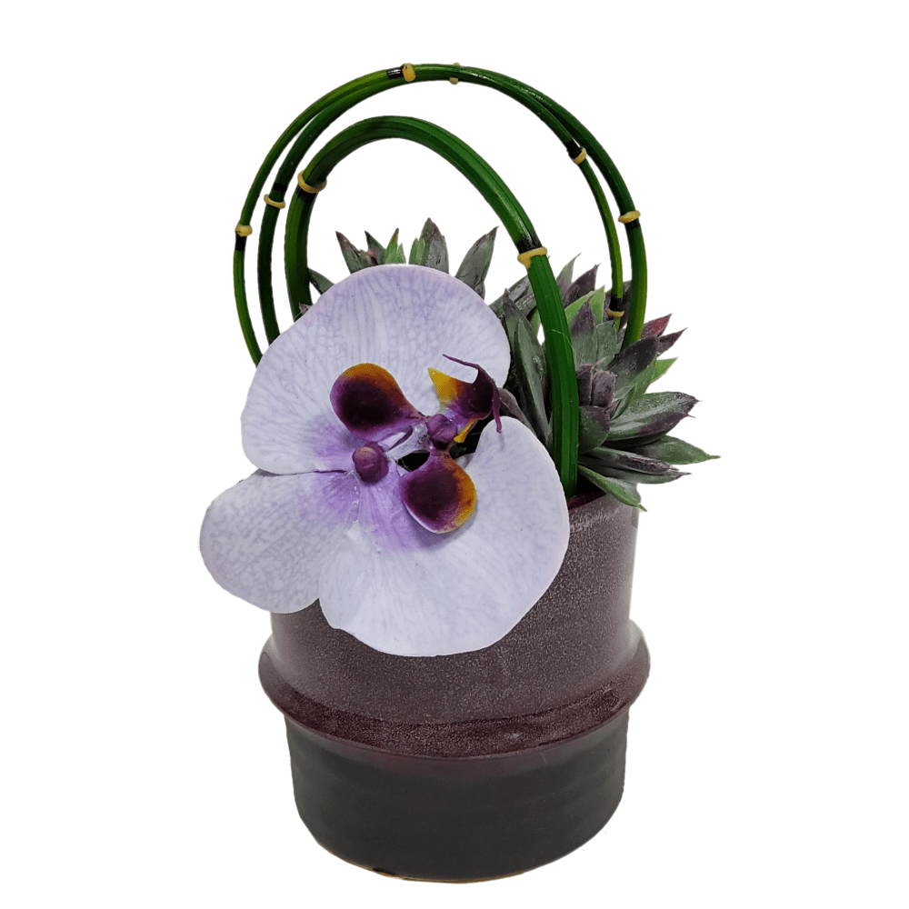 Phalaenopsis Orchids, Succulents and Looped Water Bamboo in Ceramic FD: 8"H - LDF Silk