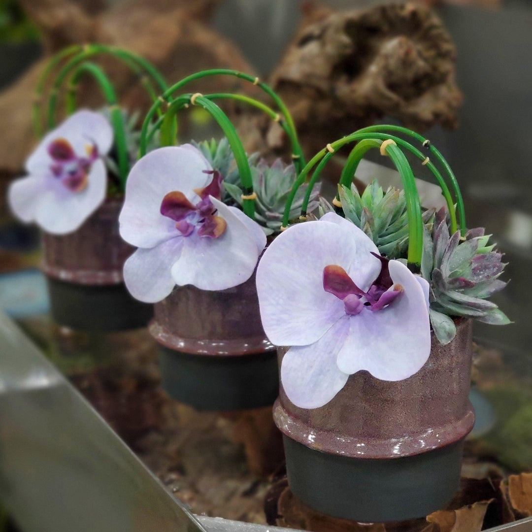 Phalaenopsis Orchids, Succulents and Looped Water Bamboo in Ceramic FD: 8"H - LDF Silk