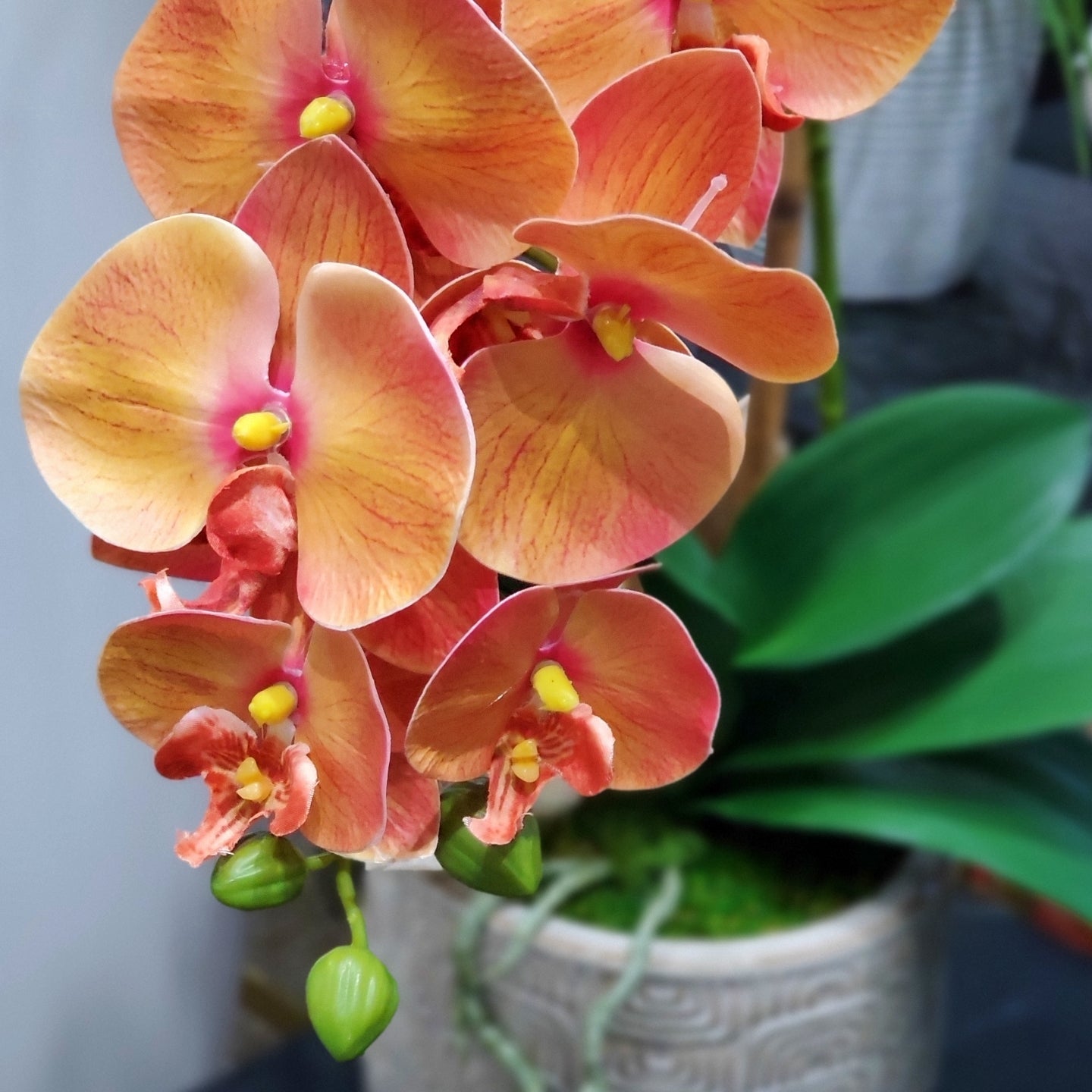 Phalaenopsis Orchids with Leaves and Sora Pods in Container 33