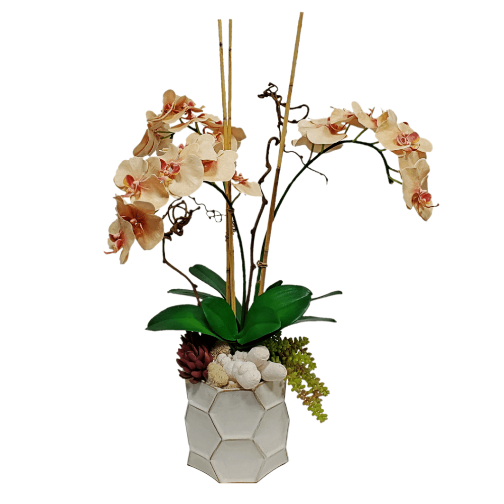 Phalaenopsis Orchids with Leaves, Succulents and Cave Coral in Container 32"H - LDF Silk
