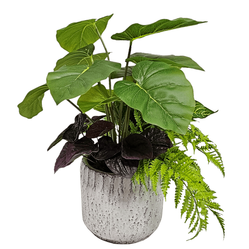 Philo, Peperomia, and Boston Fern in Ceramic FH: 20"H - LDF Silk