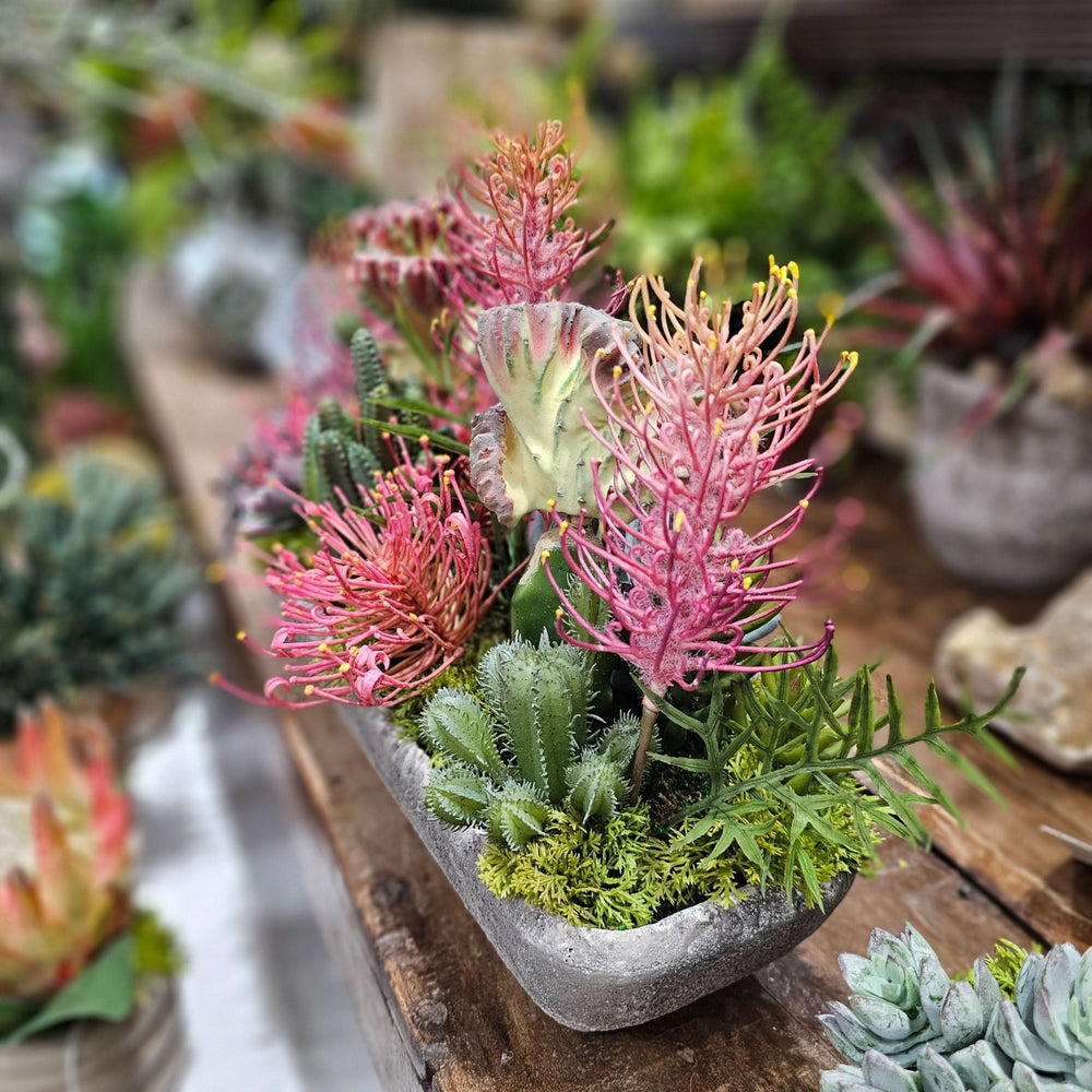 Protea, Cactus and Succulents in Concrete 11.5"H - LDF Silk