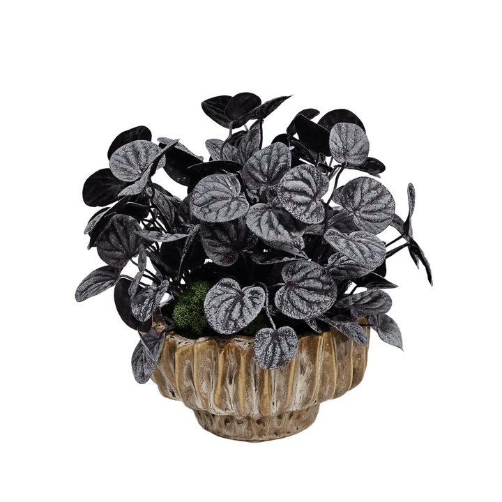 Purple Peperomia Bush Plant in Ribbed Ceramic Bowl - LDF Silk