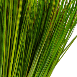 PVC Grass in Growers Pot FH: 30" - LDF SilkArtificial Flora