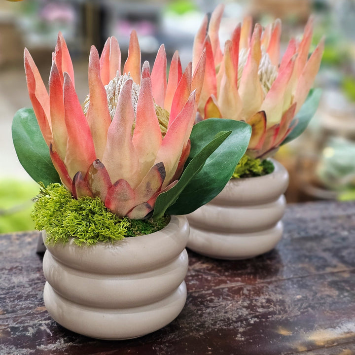 Queen Protea in Round Ceramic Container. FH: 9"H - LDF Silk