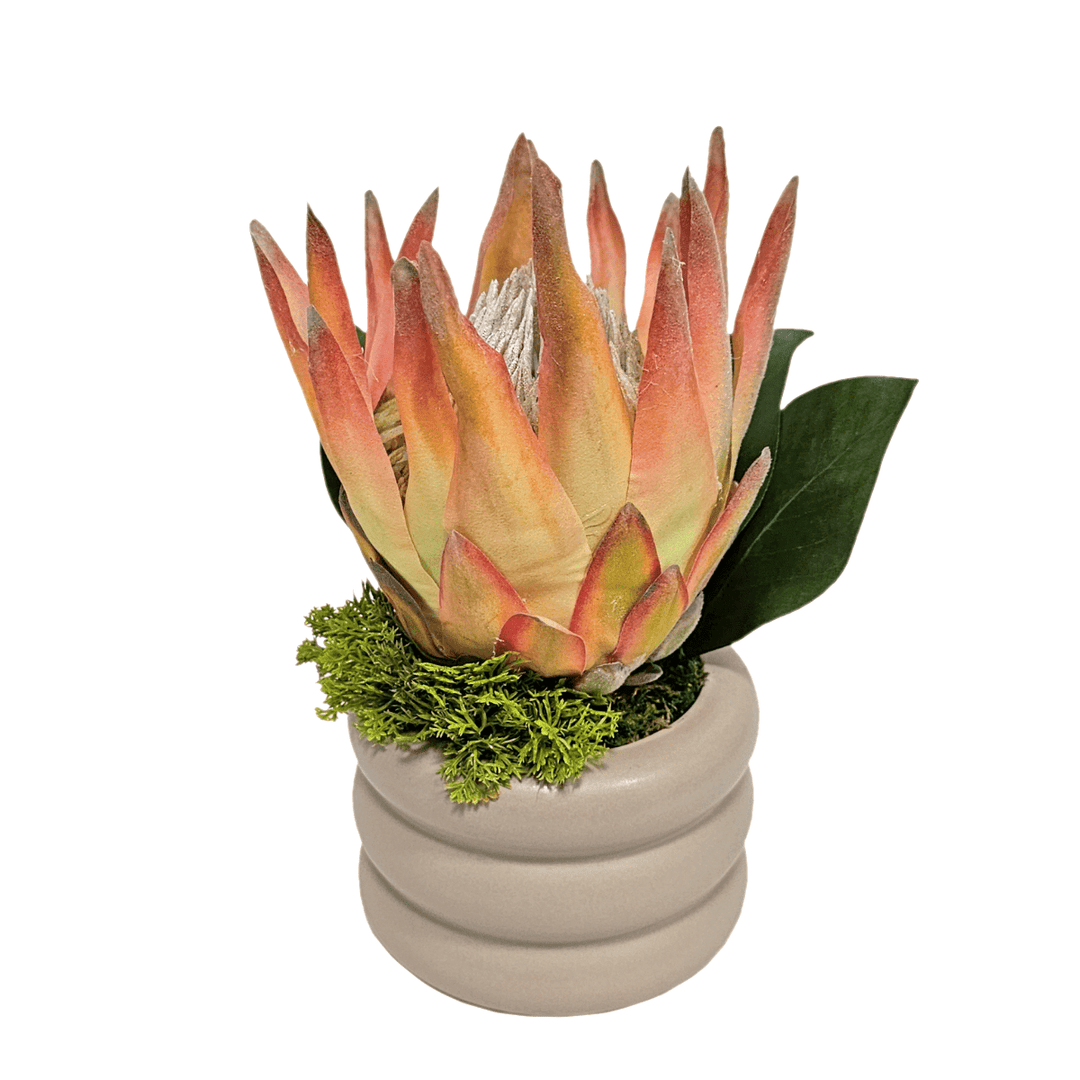 Queen Protea in Round Ceramic Container. FH: 9"H - LDF Silk