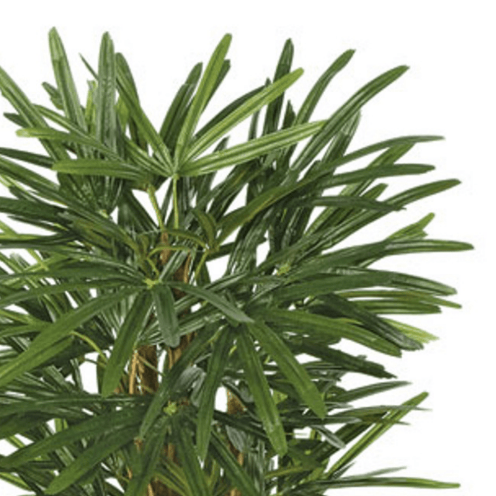 Raphis Palm Tree in Grow Pot - Various Sizes Available - LDF SilkArtificial Flora
