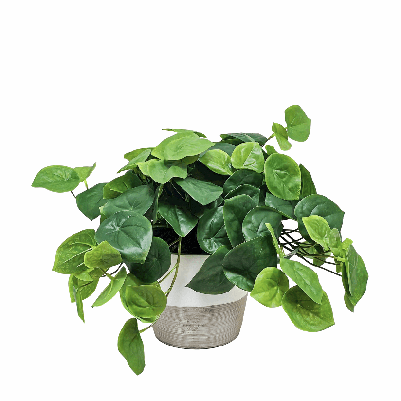 Real-Touch Pilea Peperomioides Bush in Cement Planter 11"H x 15" DIA - LDF Silk