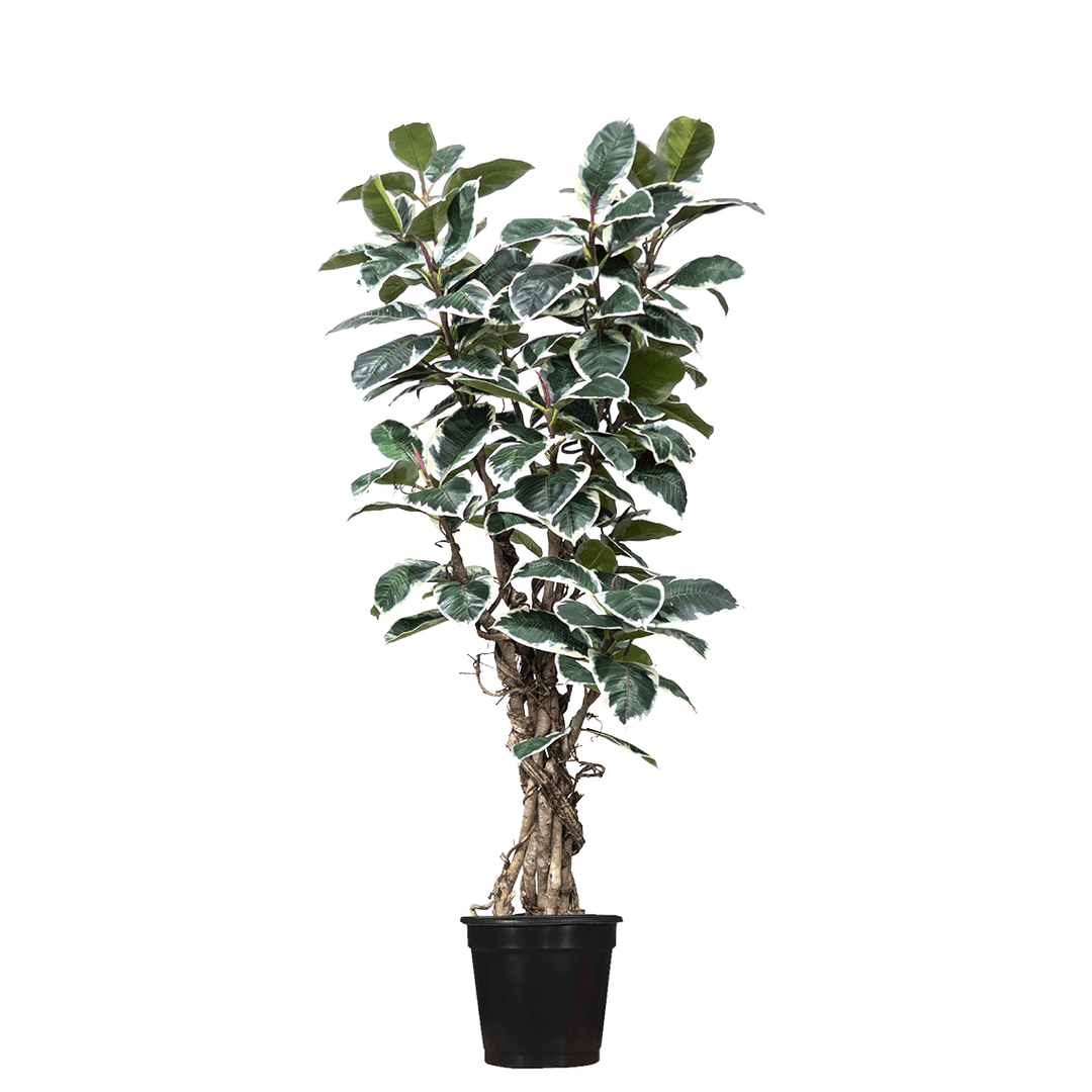 potted plant vines Rubber Leaf Tree w/Vines in Grow Pot 7.5'H – LDF Silk