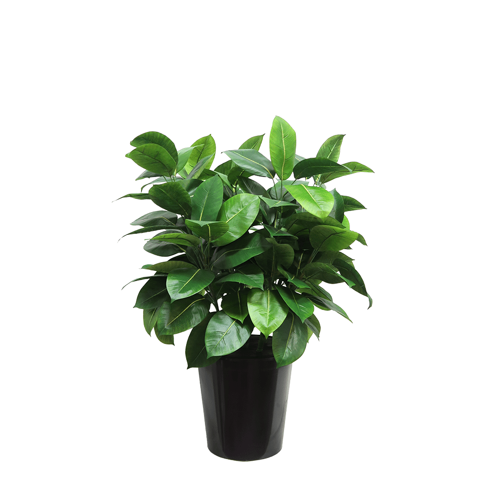 Rubber Plant in Grow Pot 29"H - LDF Silk