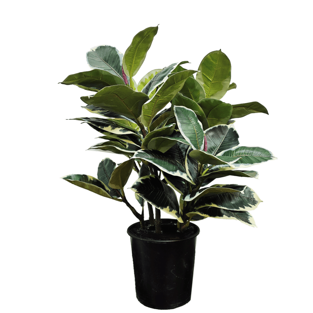 Rubber Plant (Variegated) in Grow Pot 36"H - LDF Silk