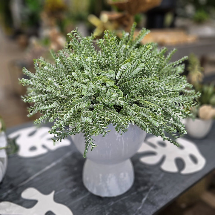 Sage Succulent in Round Matte Terra Cotta Container. FH:17.5" - LDF Silk