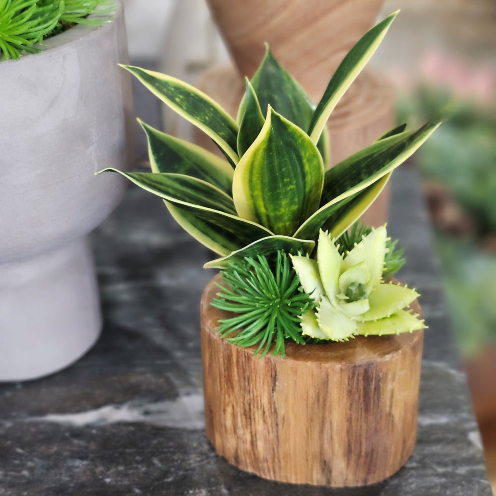 Sanseveria with Citron Aloe in Wood. FH: 10"H - LDF SilkArtificial Flora