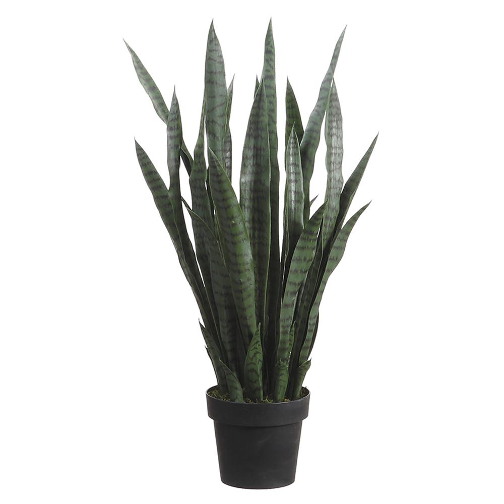 silk sansevieria Sansevieria in Grow Pot 35"H