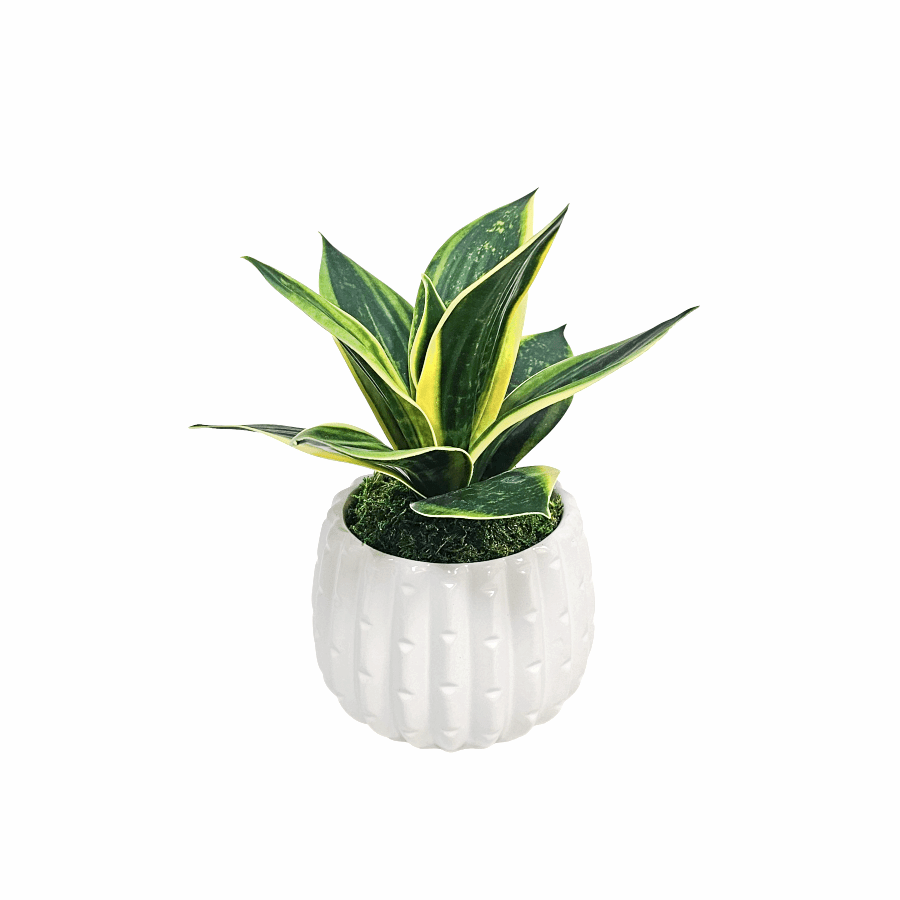 Sansevieria Plant in Ceramic Cactus Pot 9.5"H x 7"W x 8"D - LDF Silk