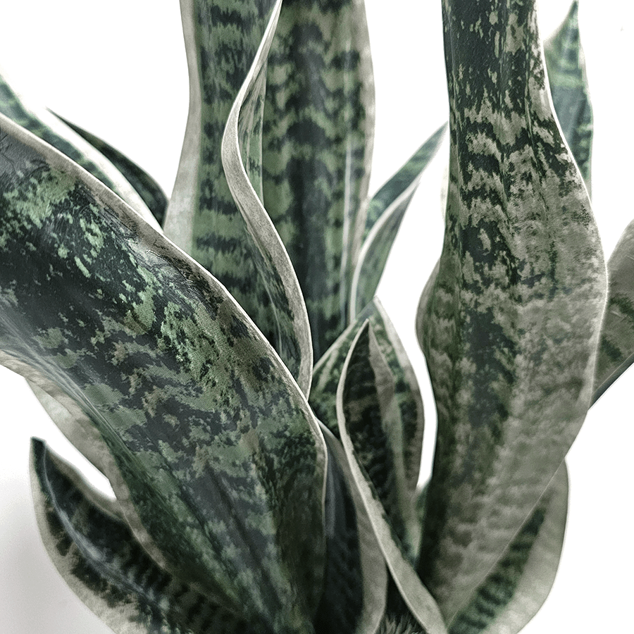 Sansevieria Plant in Textured Vase 30"H x 15"DIA - LDF Silk