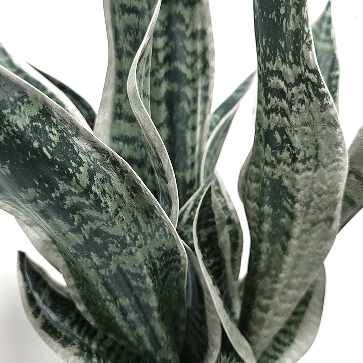 Sansevieria Plant in Textured Vase 30"H x 15"DIA - LDF Silk