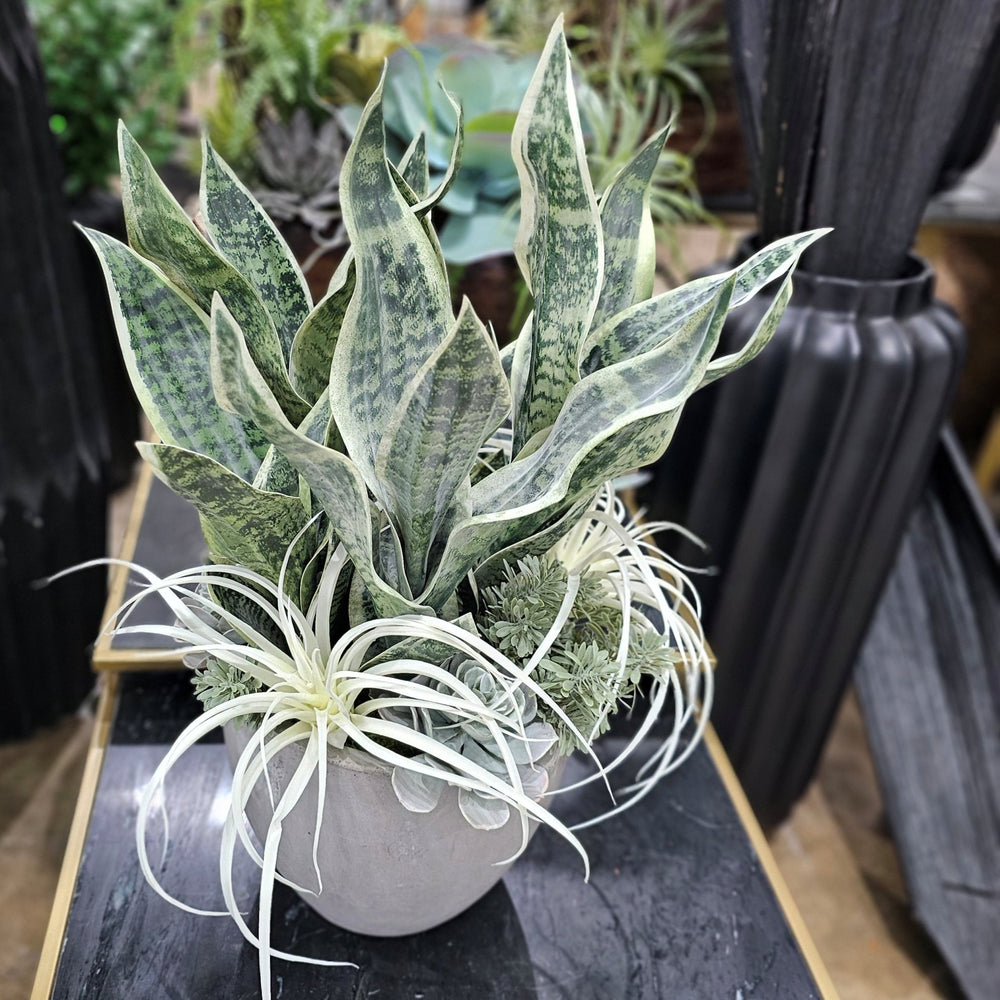 Sansevieria, Tillandsia and Sedum in Concrete 27"H - LDF Silk