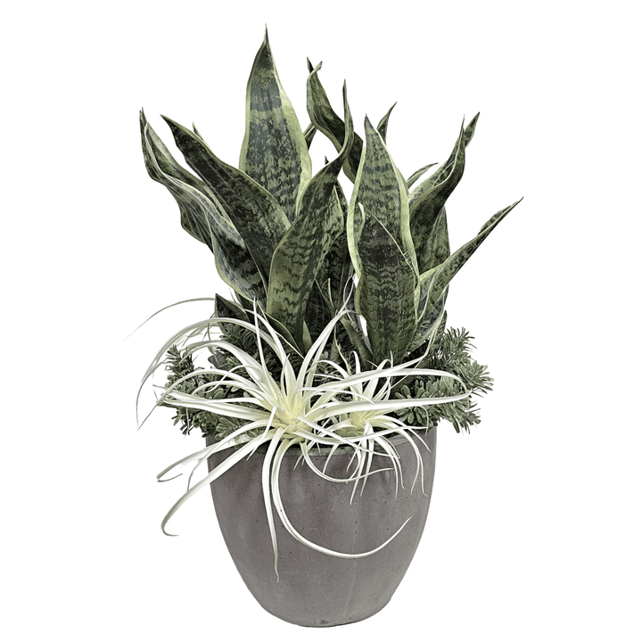 Sansevieria, Tillandsia and Sedum in Concrete 27"H - LDF Silk