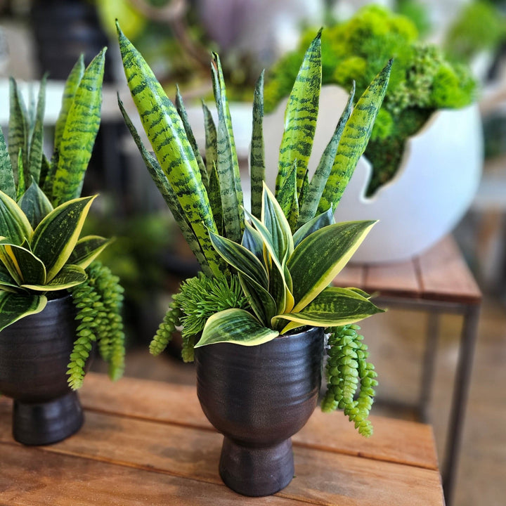 Sansevieria with Hanging Succulents in Gunmetal Ceramic 20"H - LDF Silk