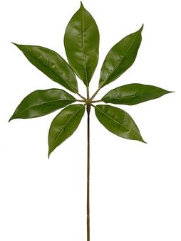Schefflera on Natural Dragonwood in Layered Ceramic Container 46"H - LDF Silk
