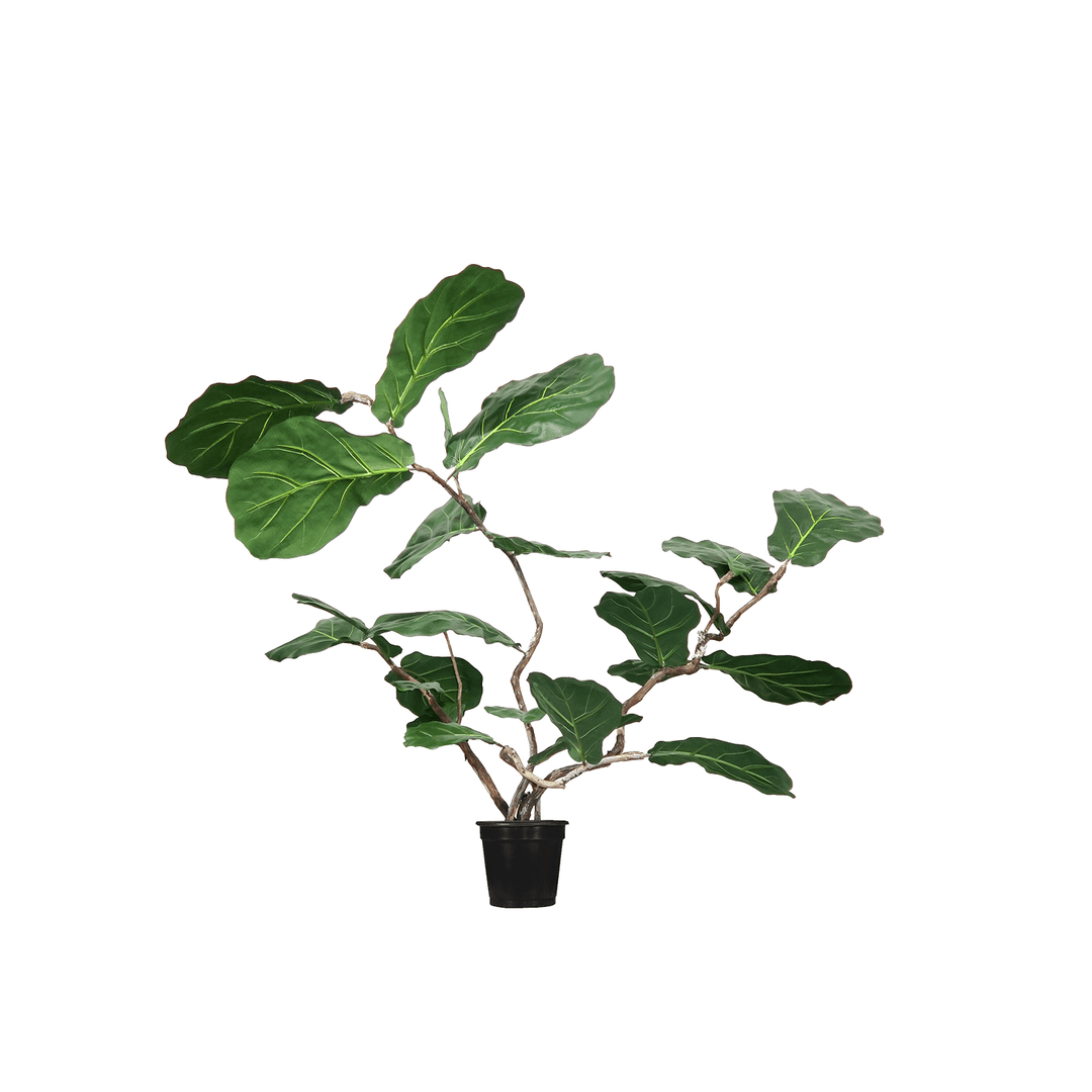 Sculptural Fiddle Leaf in Grow Pot 50"H - LDF Silk