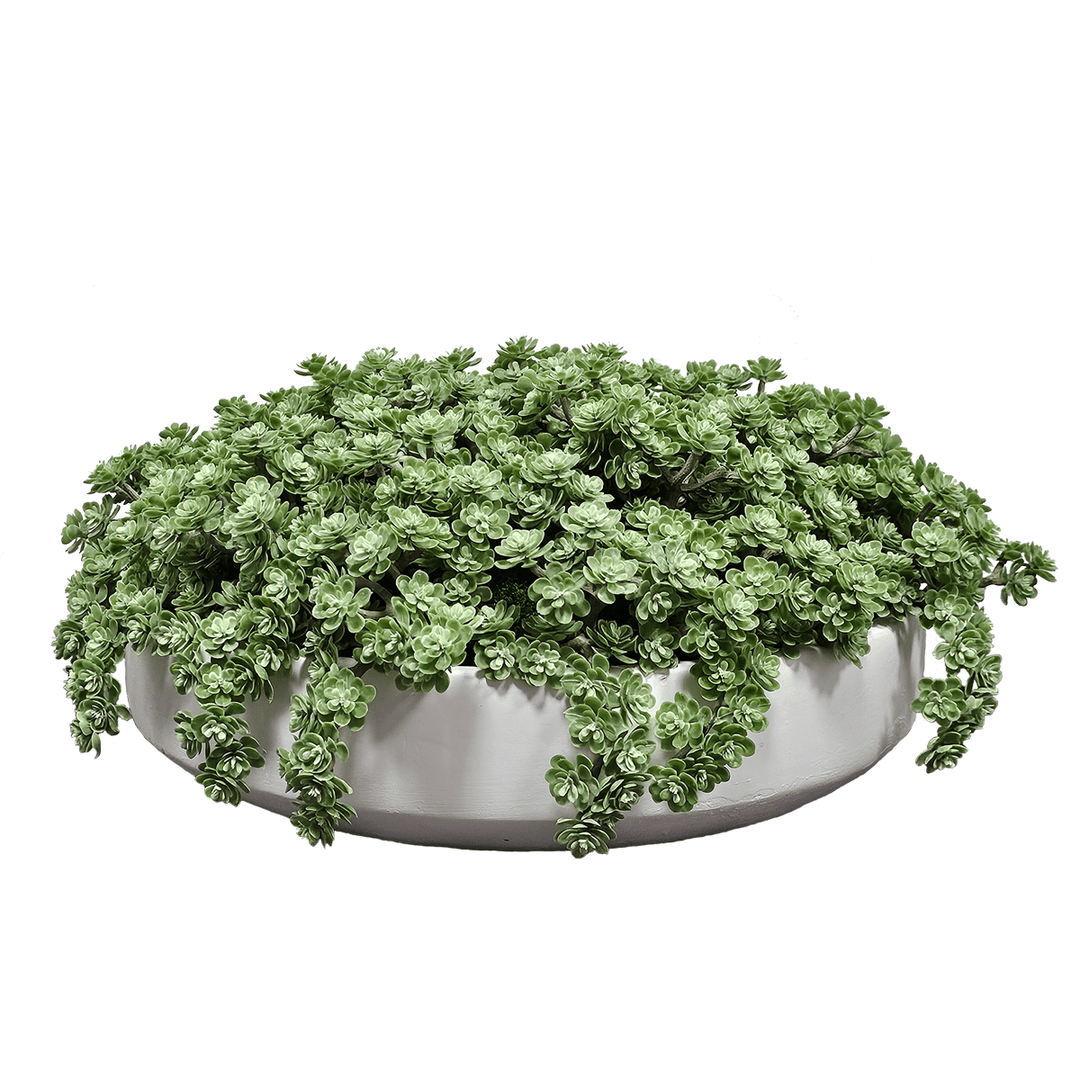 Sedum in Terra Cotta Bowl. FH: 5"H - LDF Silk