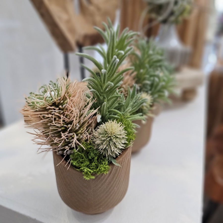 Senecio, Protea, and Thistle in Terra Cotta 8"H - LDF Silk
