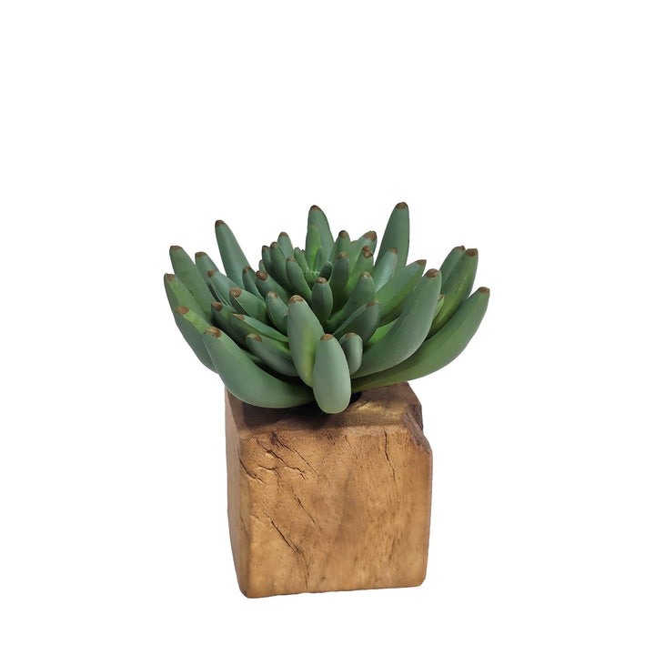Set of 5: Mixed Succulents in Wood Blocks 5" - 10"H - LDF Silk