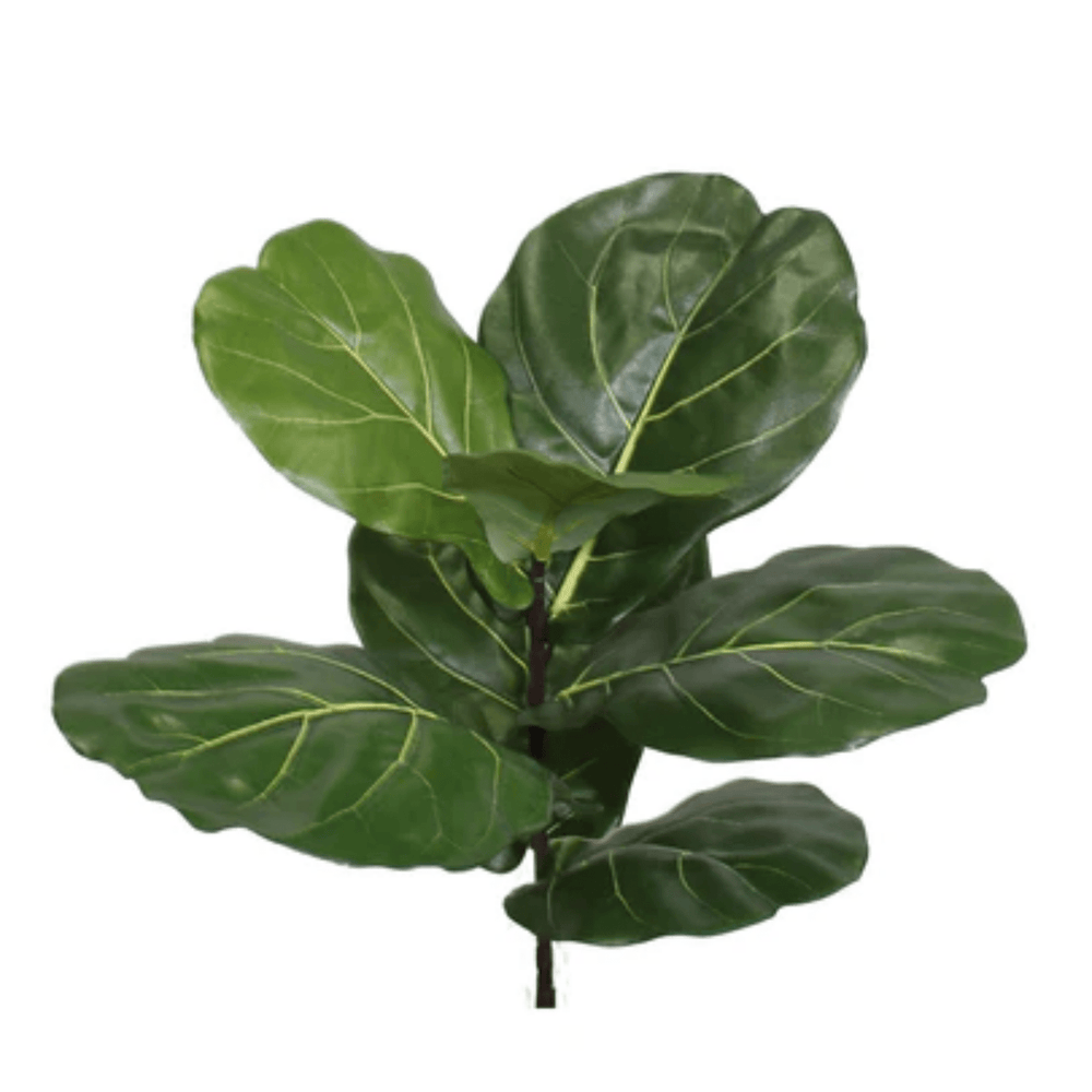 Slim Fiddle Leaf Tree on Single Trunk in Growers Pot (shown 7'H - other sizes available) - LDF SilkArtificial Flora