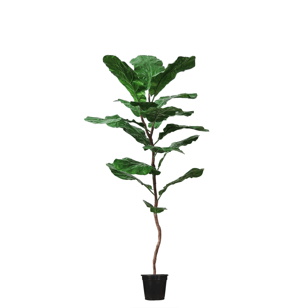 single leaf pot plant Slim Fiddle Leaf Tree on Single Trunk in Growers Pot (shown 7'H