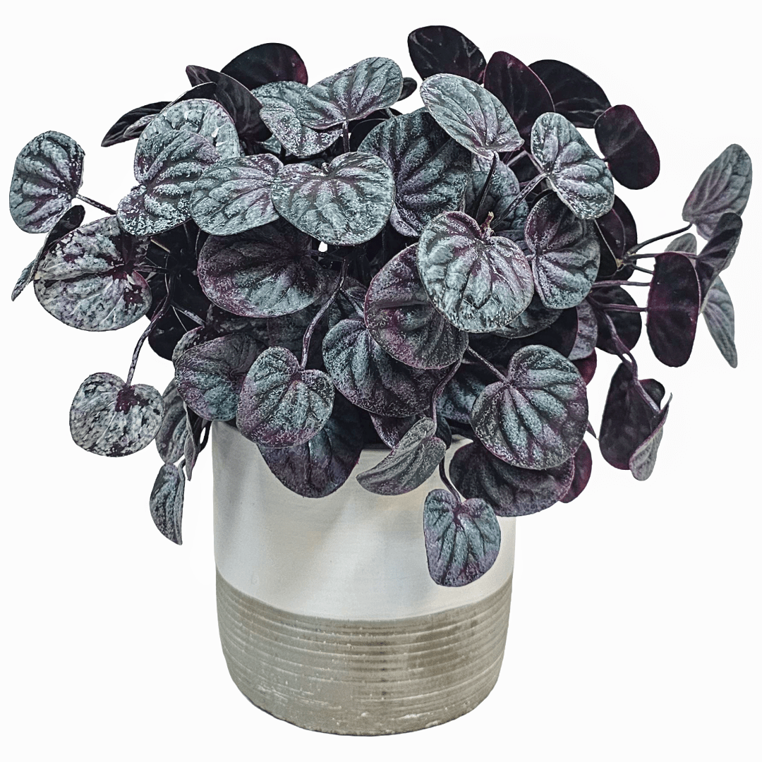Soft PE Pepperomia Bush 11"H x 13"W x 12"D - LDF Silk