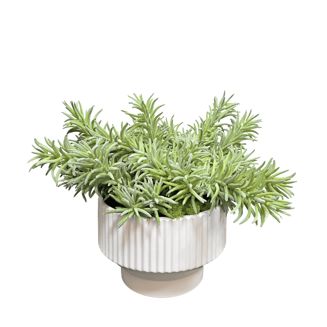 Soft Senecio in Ribbed Ceramic 12"H - LDF Silk