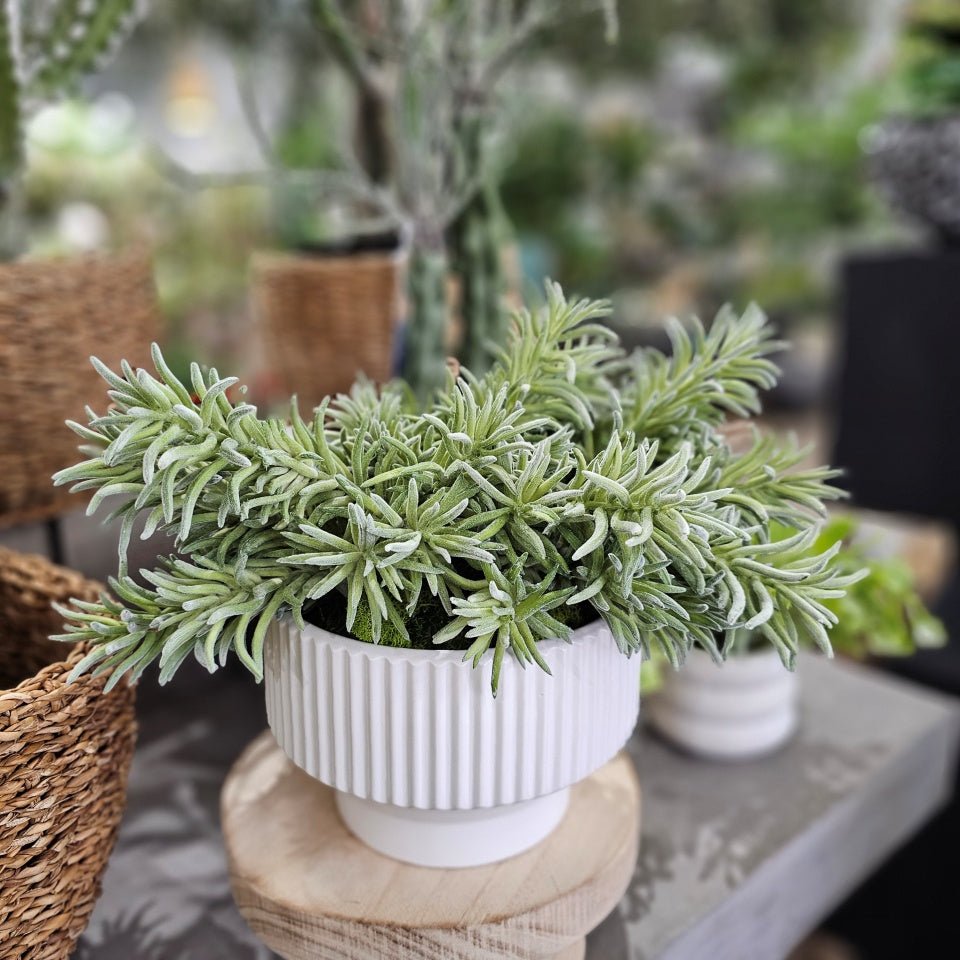 Soft Senecio in Ribbed Ceramic 12"H - LDF Silk