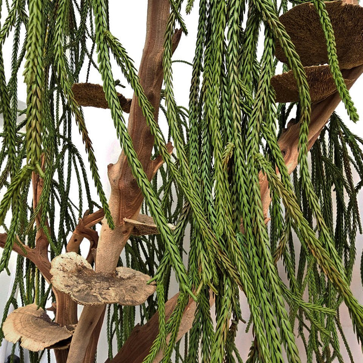 Specialty Manzanita with Dried Mushrooms and Hanging Clubmoss 72"H X 48"W X 30"D - LDF Silk