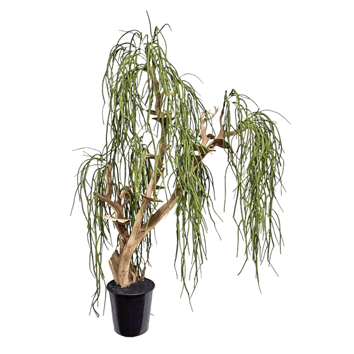 Specialty Manzanita with Dried Mushrooms and Hanging Clubmoss 72"H X 48"W X 30"D - LDF Silk