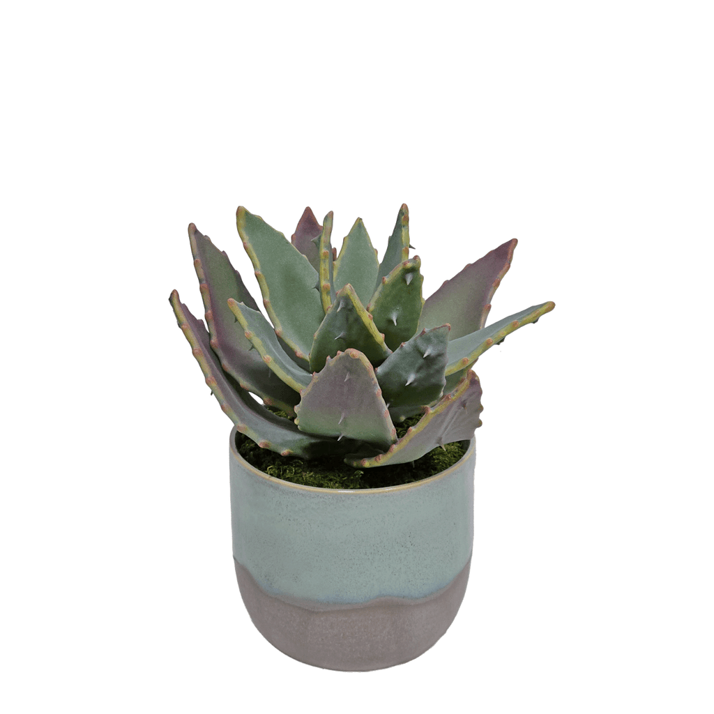 Spikey Succulent in Glazed Ceramic 8